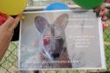150418-IvdO-Wallaby07