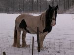 ........Het paard is gewoon paard, niet meer en niet minder .........