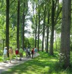 blijf_actief_tbv_folder_wandelen_hoge_bomen.jpg