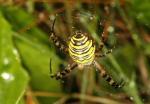 090802-moom-vlindertuin_ivn_5.jpg