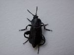 Oeveraaskever_Necrodes_littoralis
