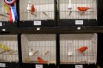 111203-phe-Vogelvreugd__8