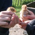 140420 Lentedag