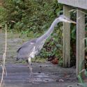 thumb 140117_HaDee_Vogeltelling_fotograaf_Ad_van_Asseldonk