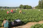 090704-phe-aarbeienpluk.jpg