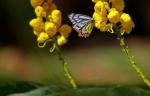 thumb_butterfly.jpg