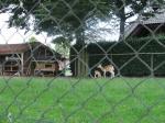 090724-lvdv-bambi_in_dinther.jpg