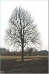 harrys_lindeboom_verplaatst.jpg